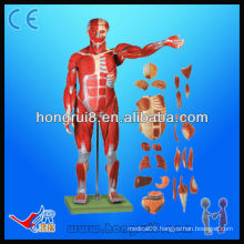 170cm Life Size Deluxe human muscle anatomy model